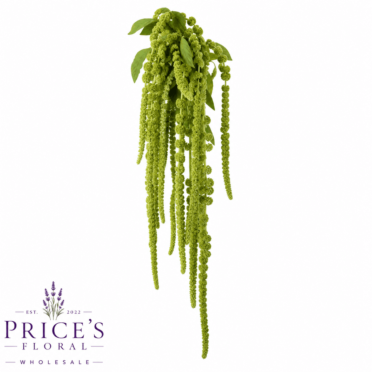Amaranthus Hanging Green Select 60cm+