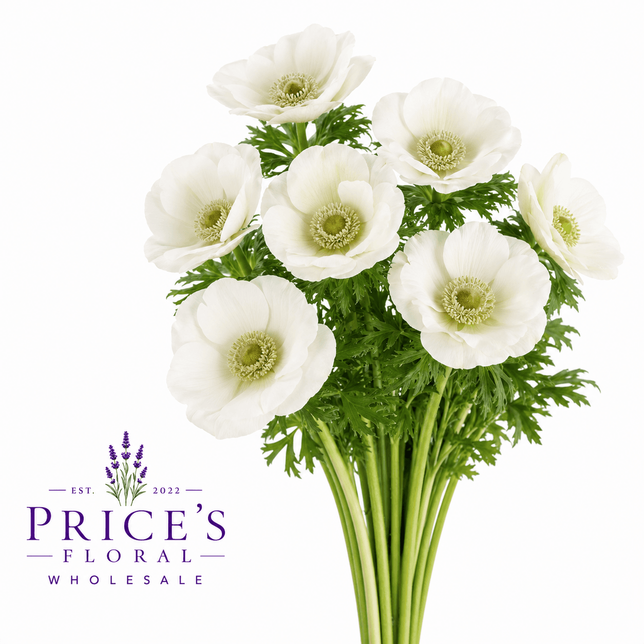 Anemone Levante White 30/35 Cm