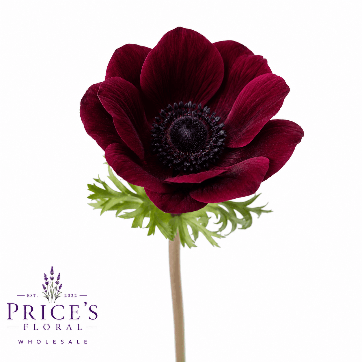 Anemone Mistral Viola Burgundy 35 Cm
