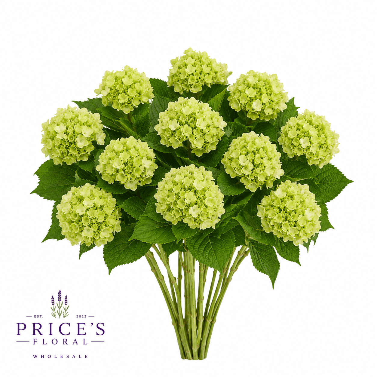 Hydrangea Dark Green Mini
