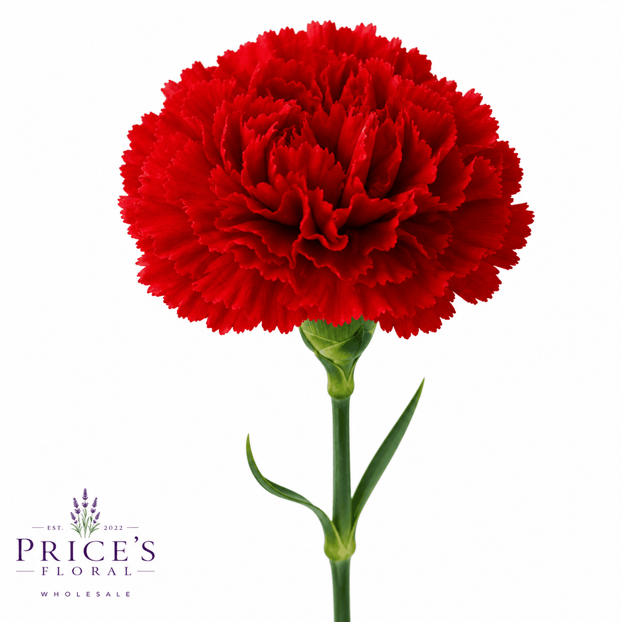 Carnation Red Select
