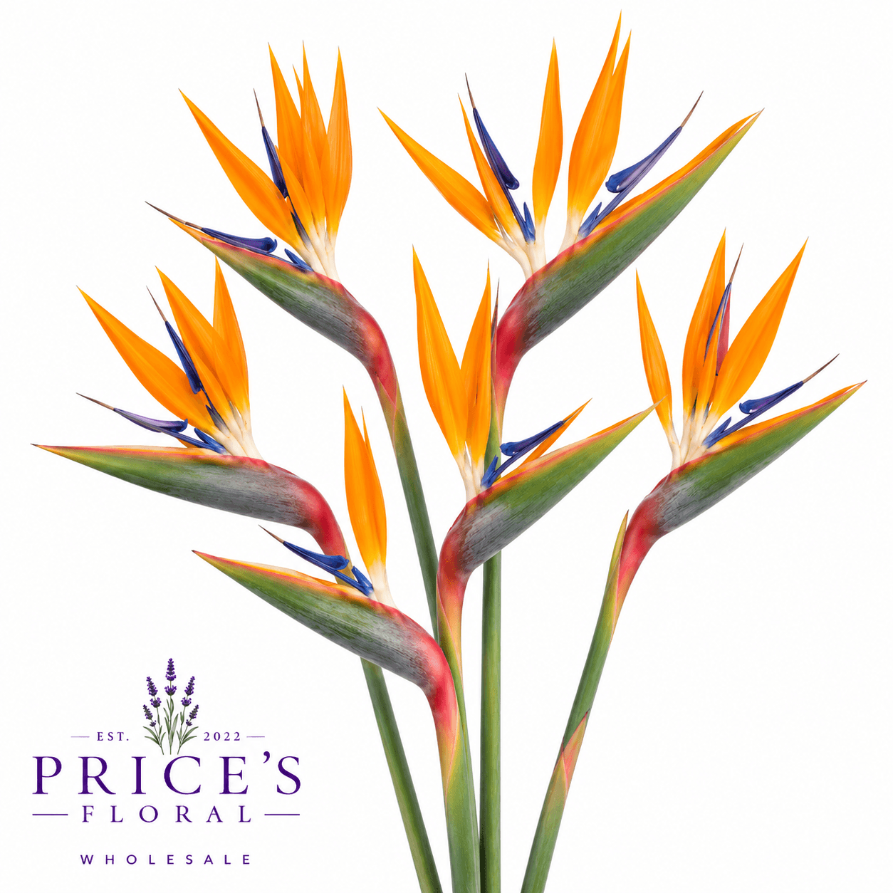 Birds Of Paradise 40st/bx Super Select