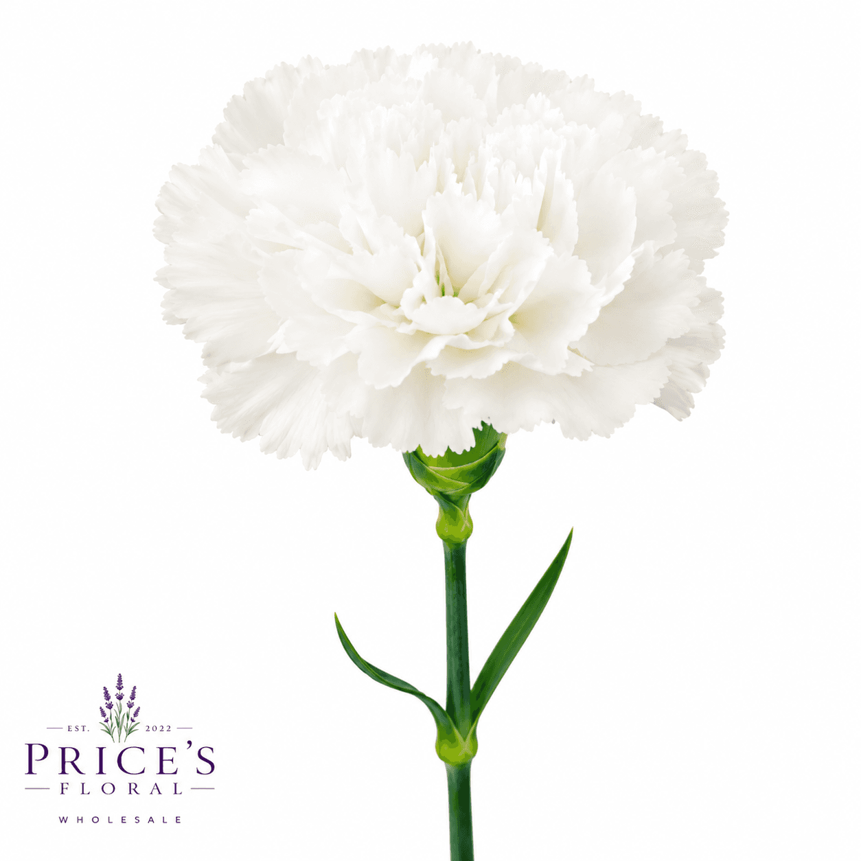 Carnation Randal White Fancy