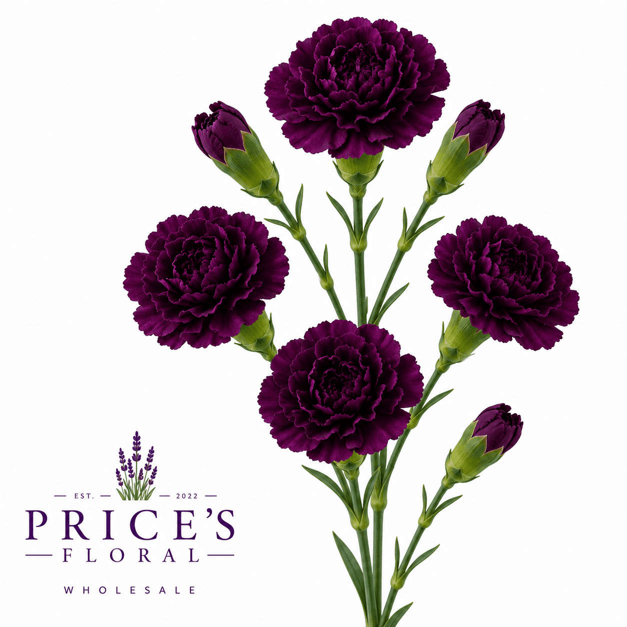 Minicarnation (mcpu) Purple Select