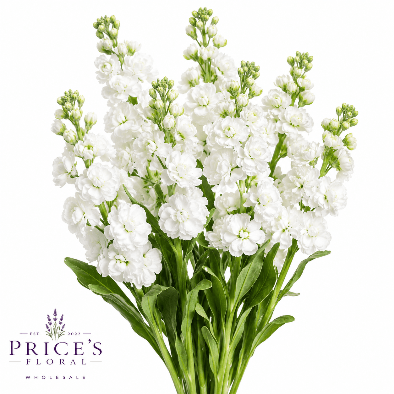Stock-matthiola White Super