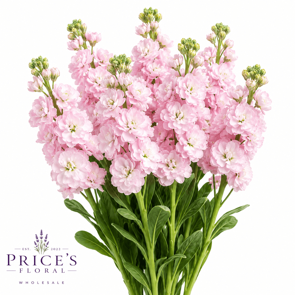 Stock Baby Legend Light Pink Blush 70cm