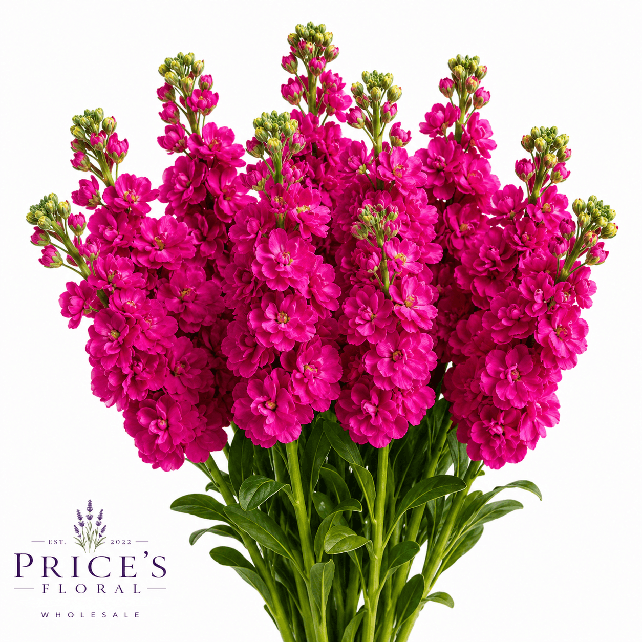 Stock-matthiola Hot Pink Super