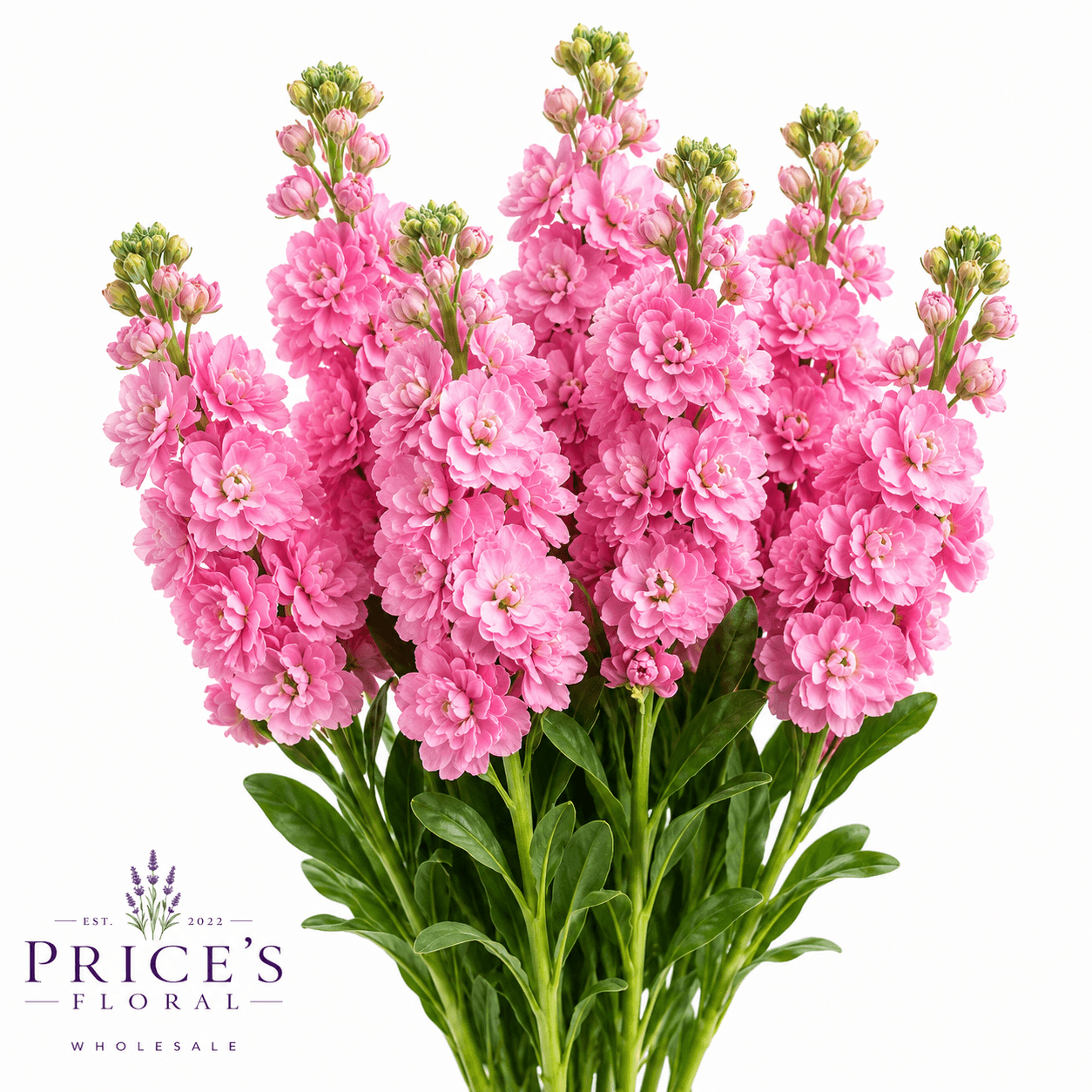 Stock-matthiola Pink Super