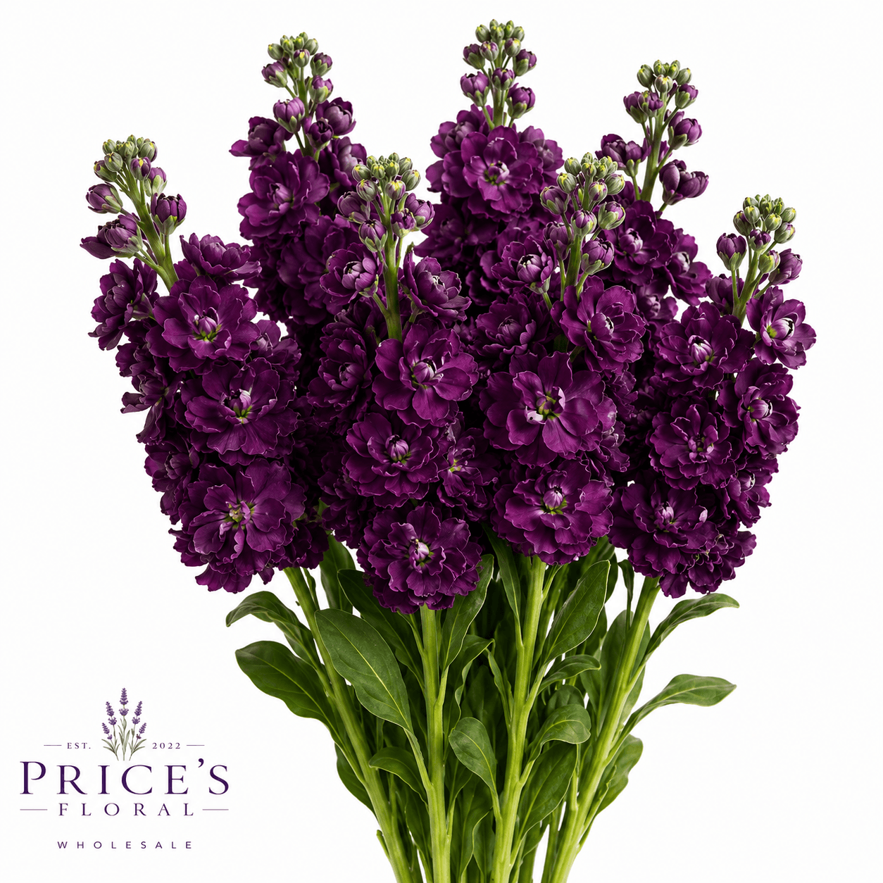 Stock Dark Purple 70