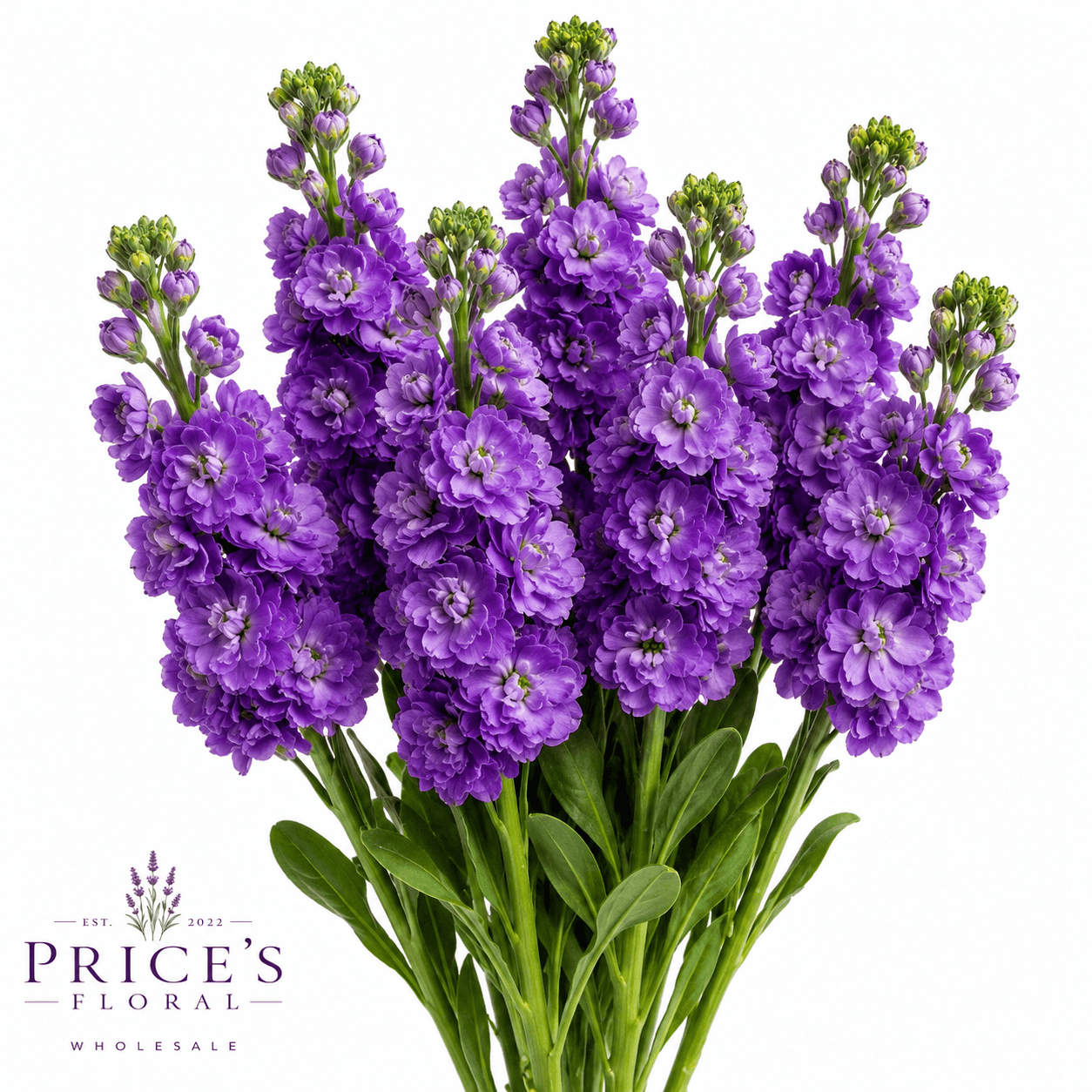 Stock-matthiola Purple Super