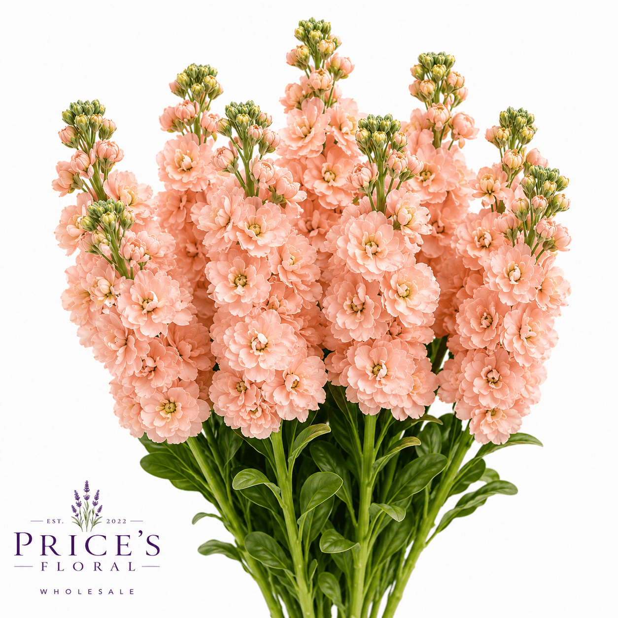 Stock-matthiola Peach Super