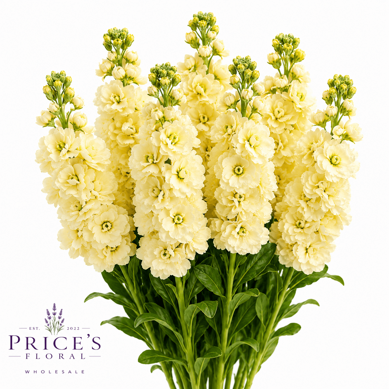Stock-matthiola Yellow Super