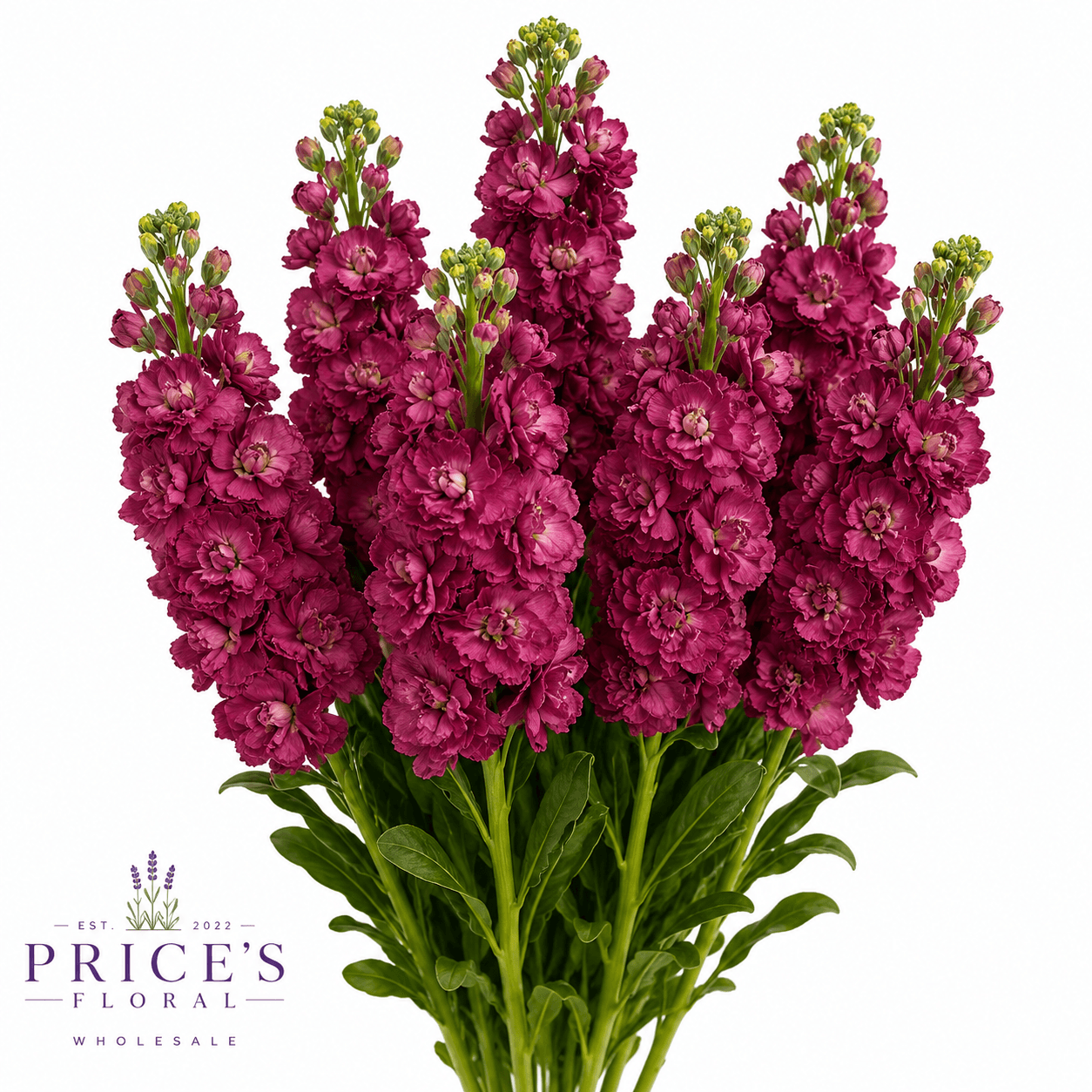 Stock D.b. Vintage Mauve 70 Cm