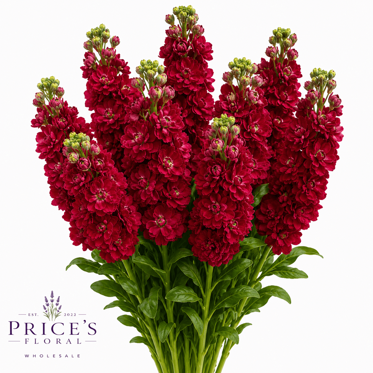 Stock-matthiola Rubi Red Super