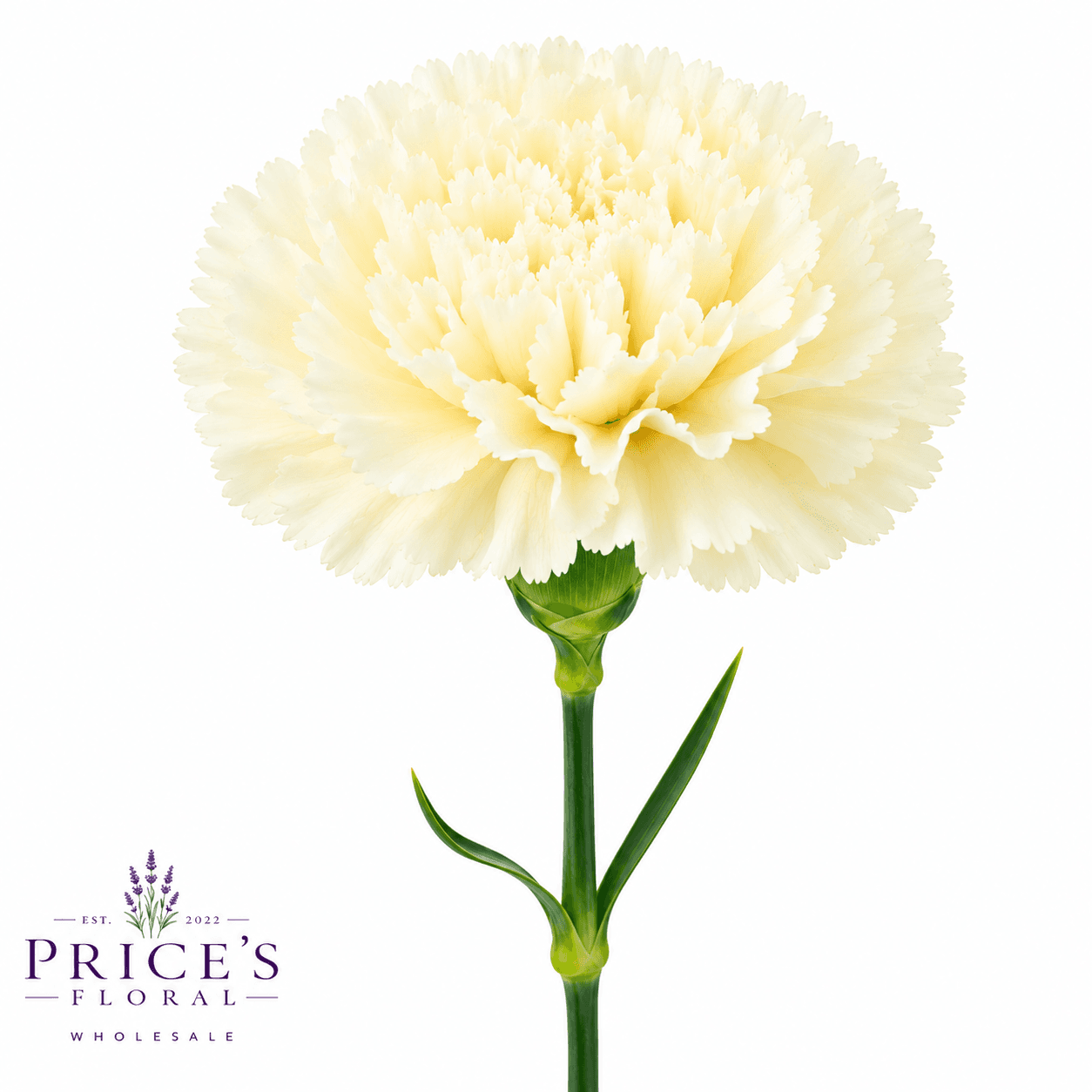 Carnation Rodas Cream Select