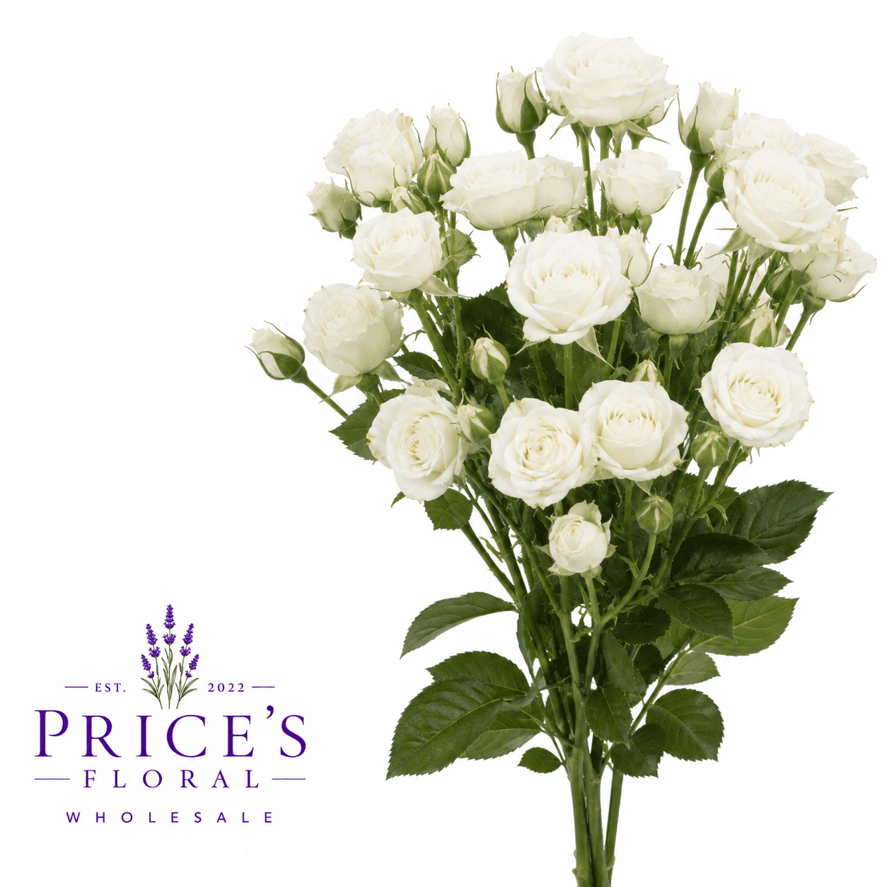 Spray Roses 120st/bx Snow Flake 45cm