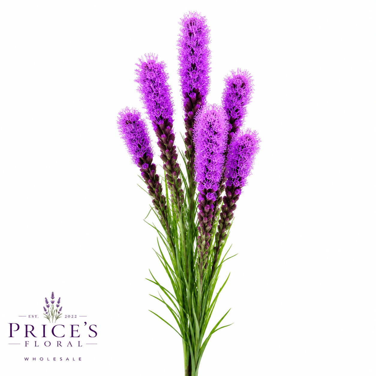Liatris (l8pu) Purple 80cm