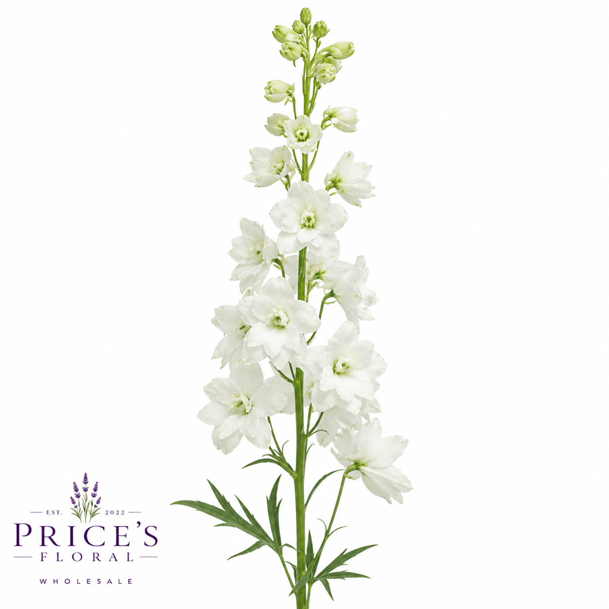 Larkspur White 90 Cm