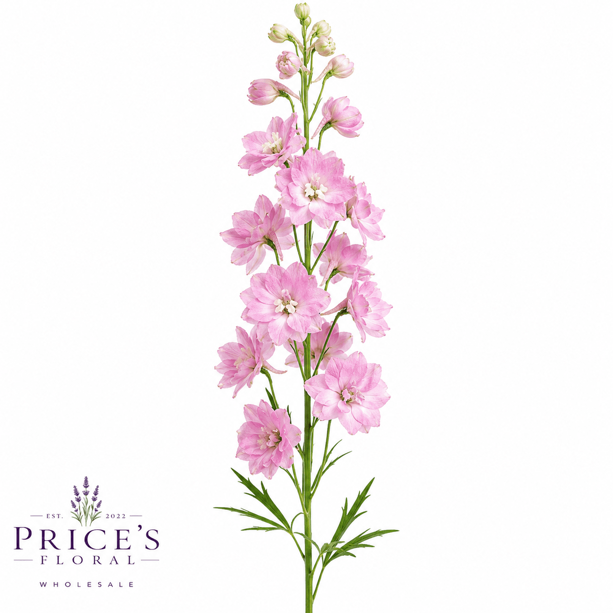 Larkspur Pink 90cm