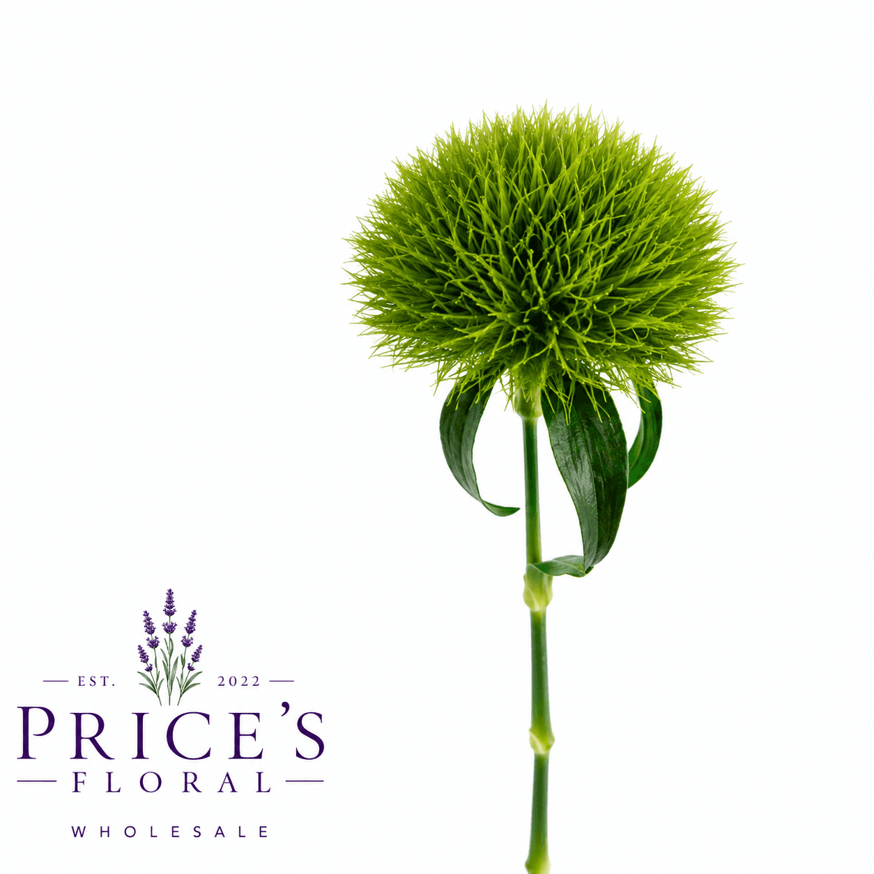 Dianthus Green Ball