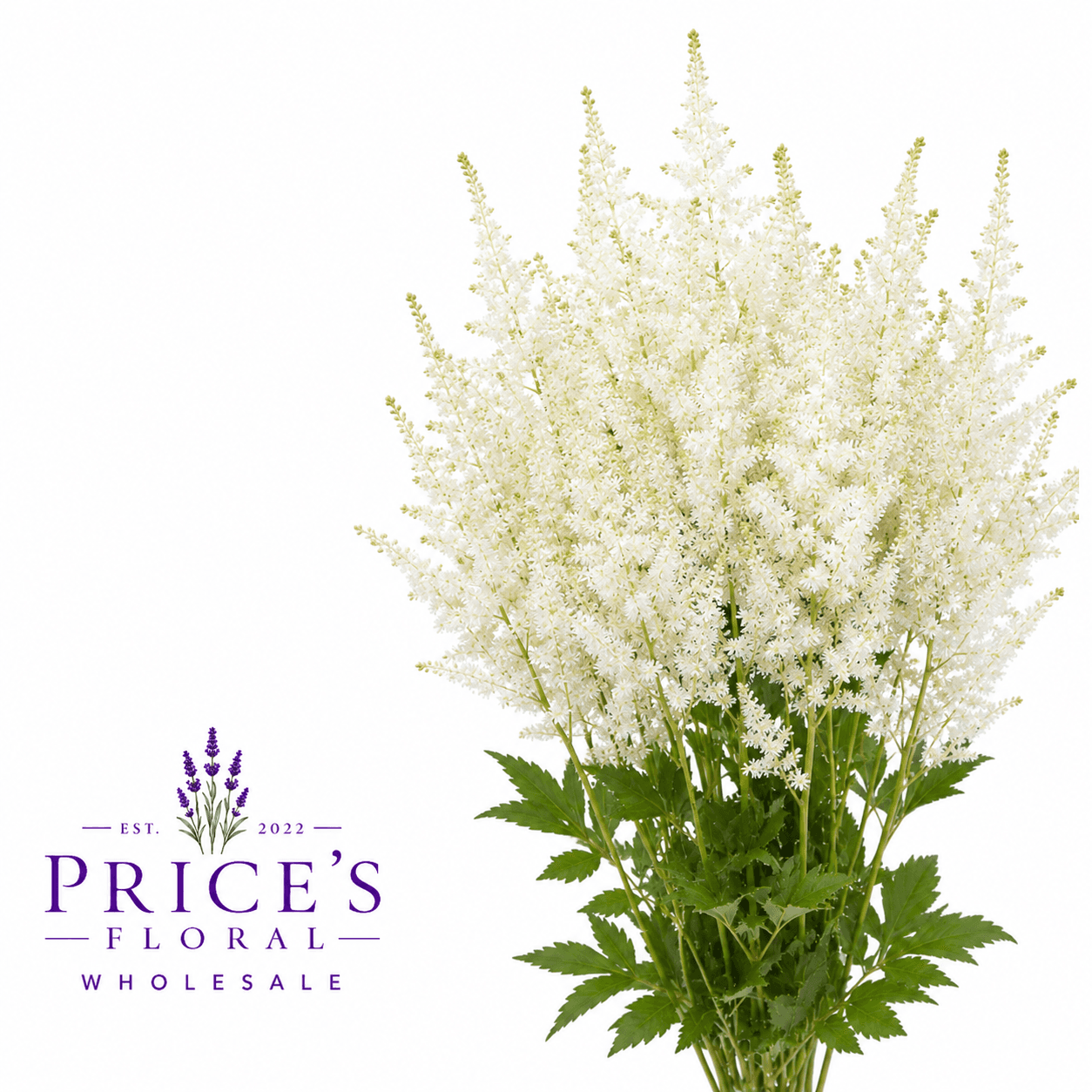 Astilbe Washington White 50 Cm