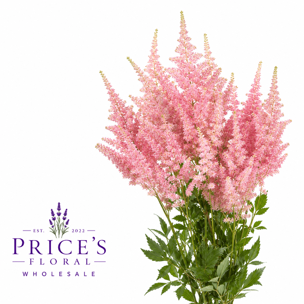 Astilbe Europa Pink Light 50 Cm