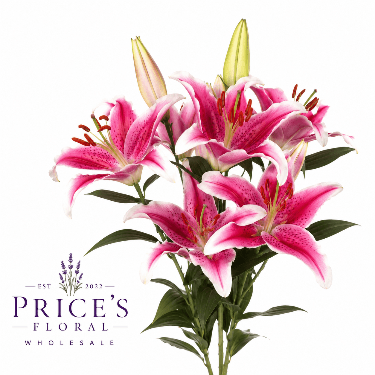 Lily Oriental Starfighter Pink/white 35b