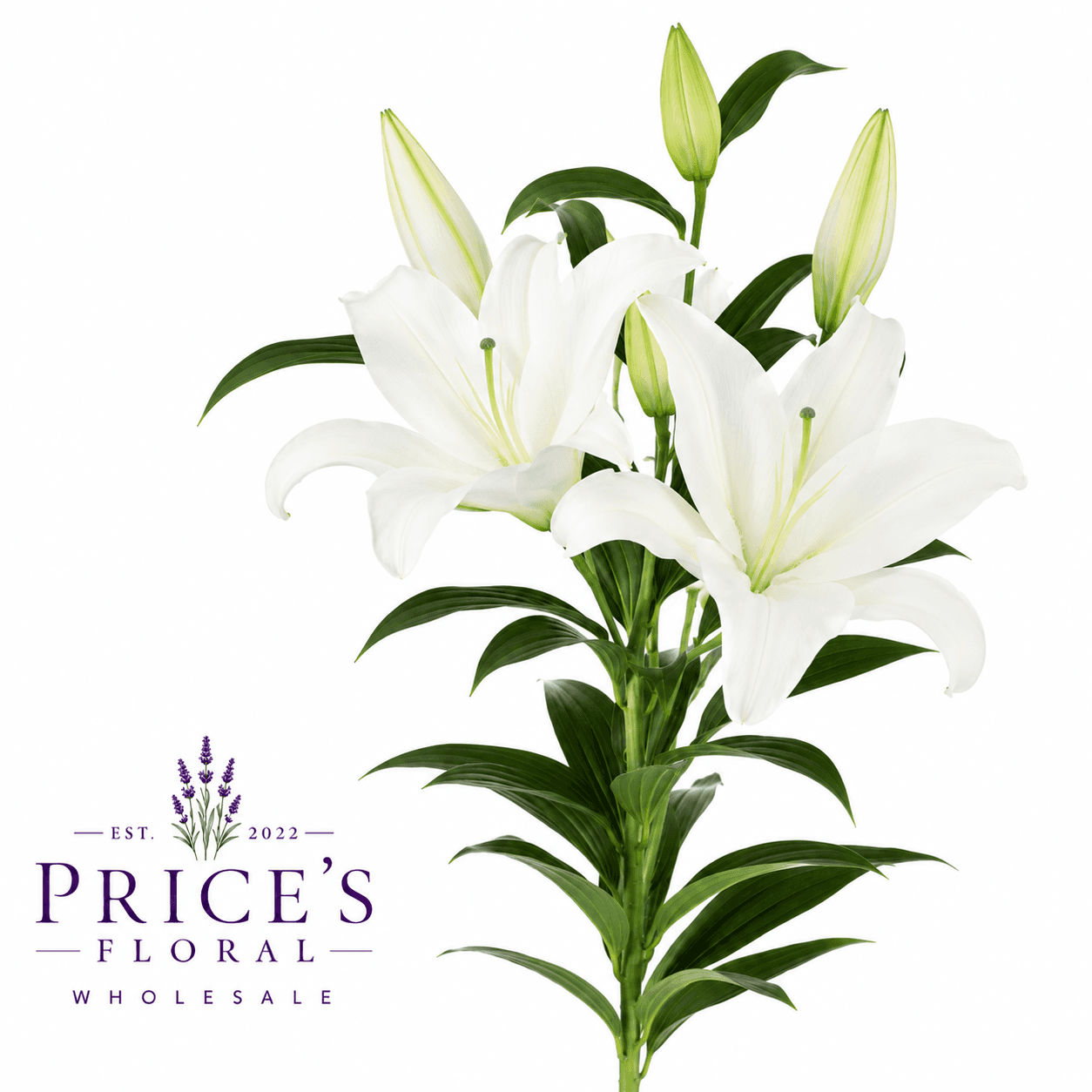 Lily Oriental Crystal White White 35b