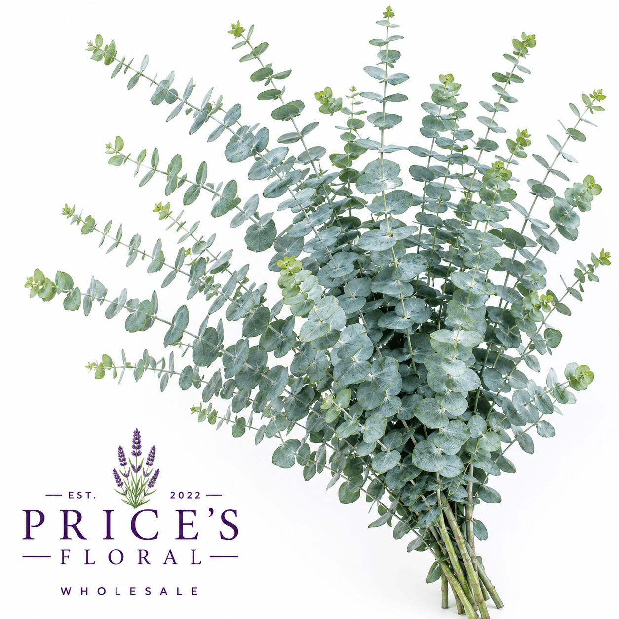 Greens Eucalyptus Baby Blue 50 Cm