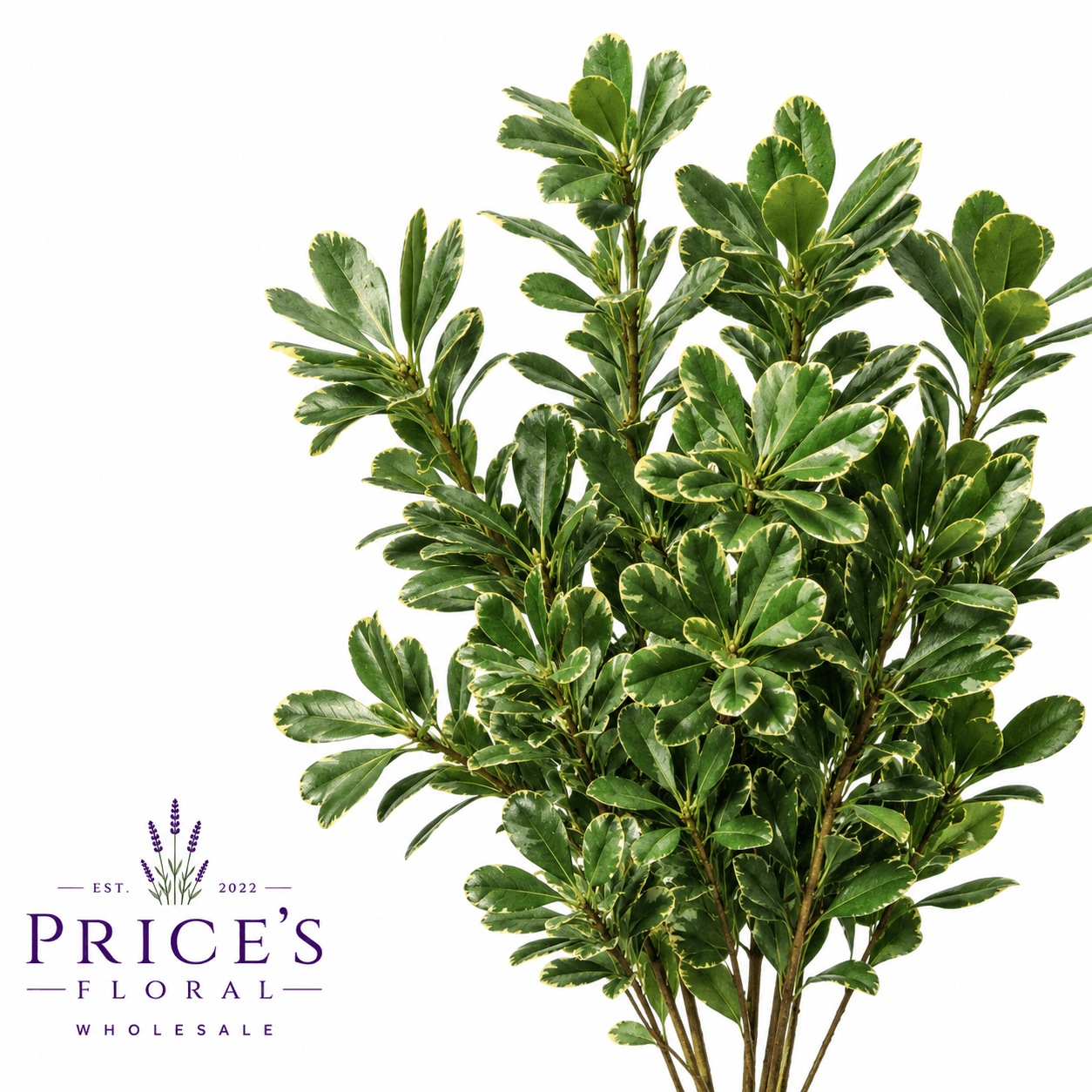 Greens Pittosporum Variegated
