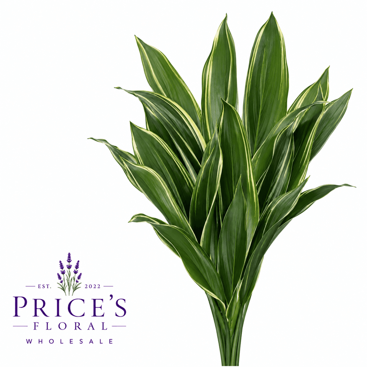 Aspidistra 30 Bu/bx Variegated 50cm