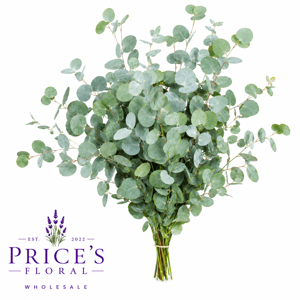 Eucalyptus Silver Dollar
