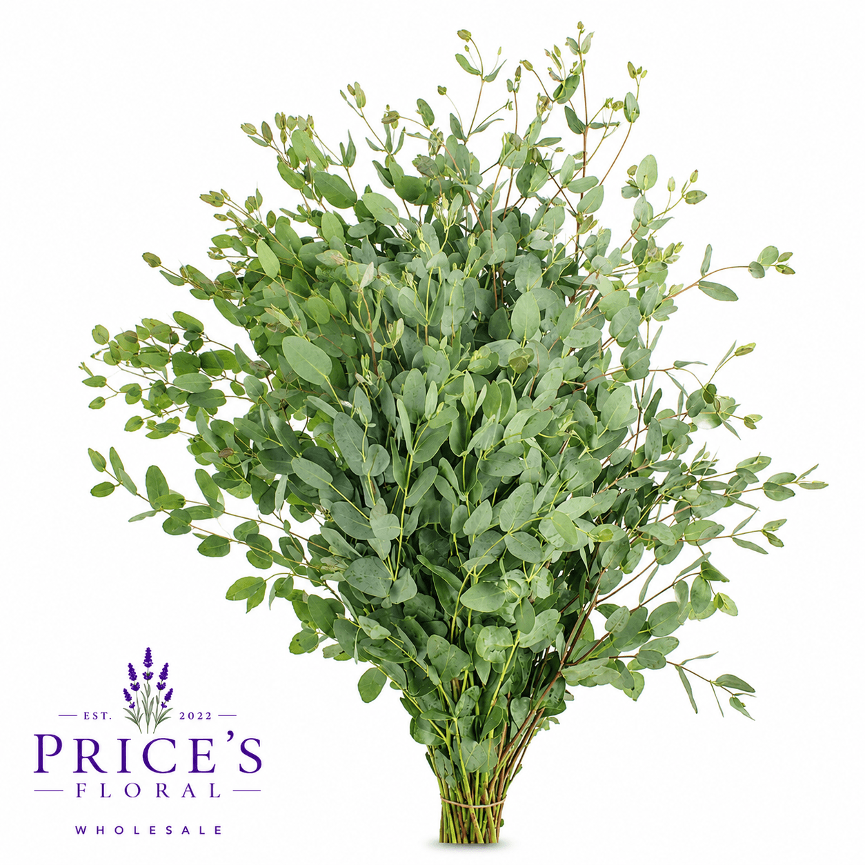 Eucalyptus Gunni 65 Cm - Usa