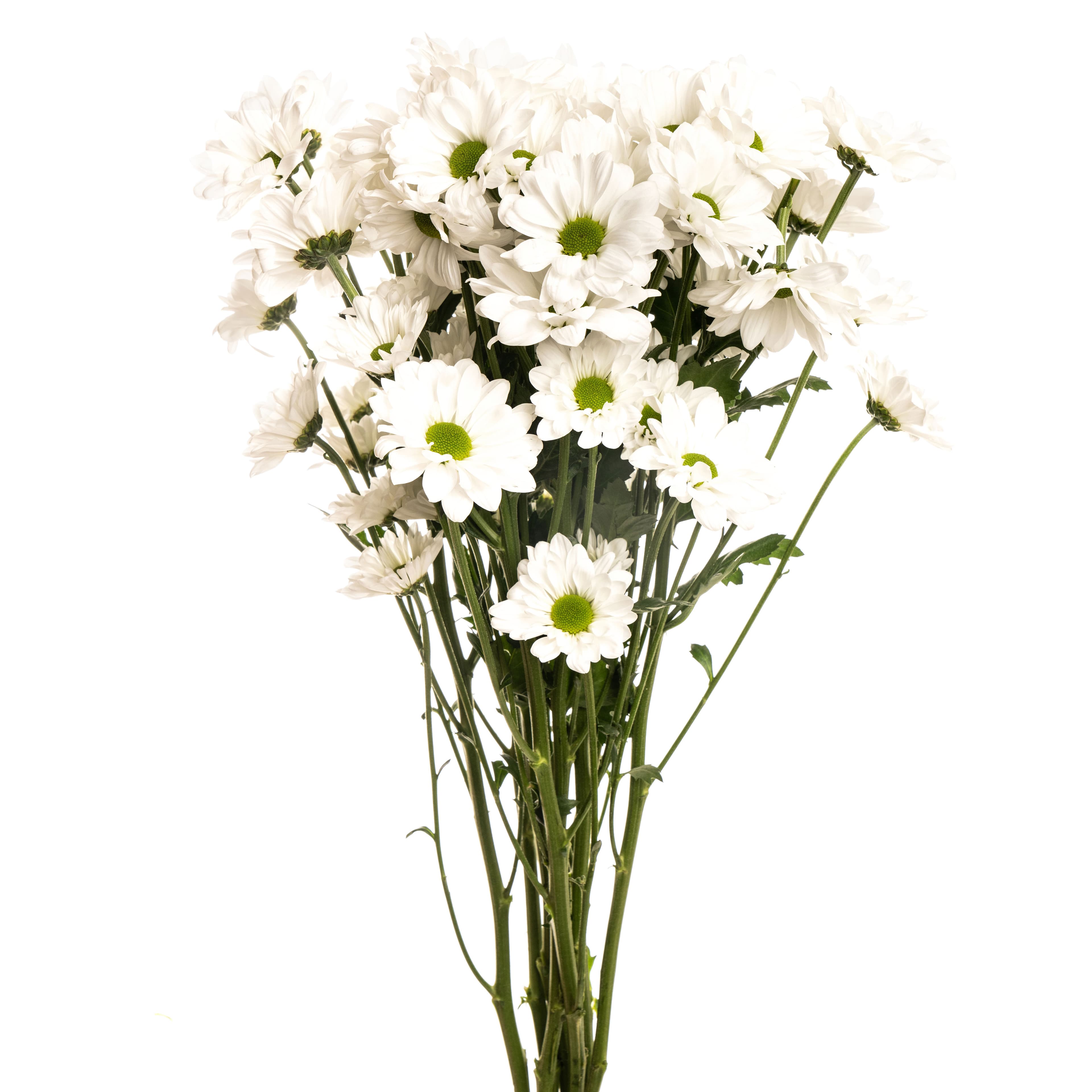 Pom Daisy Alma White Platinum