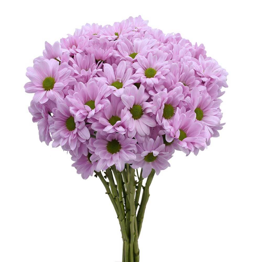 Pom Daisy Alma Pink