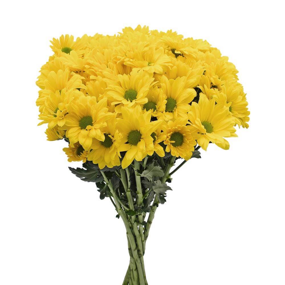Pom Daisy Firefly Yellow