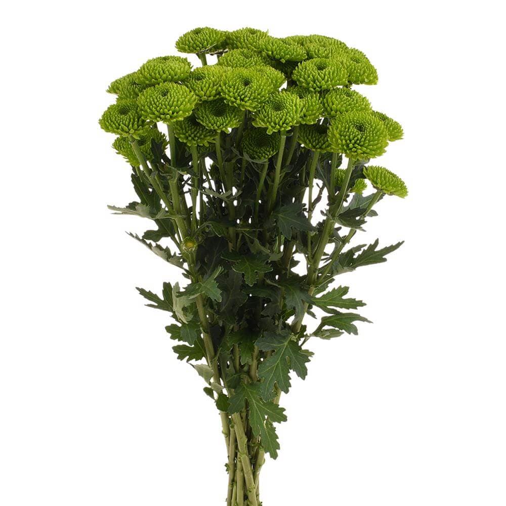 Pom Button Peptalk Green