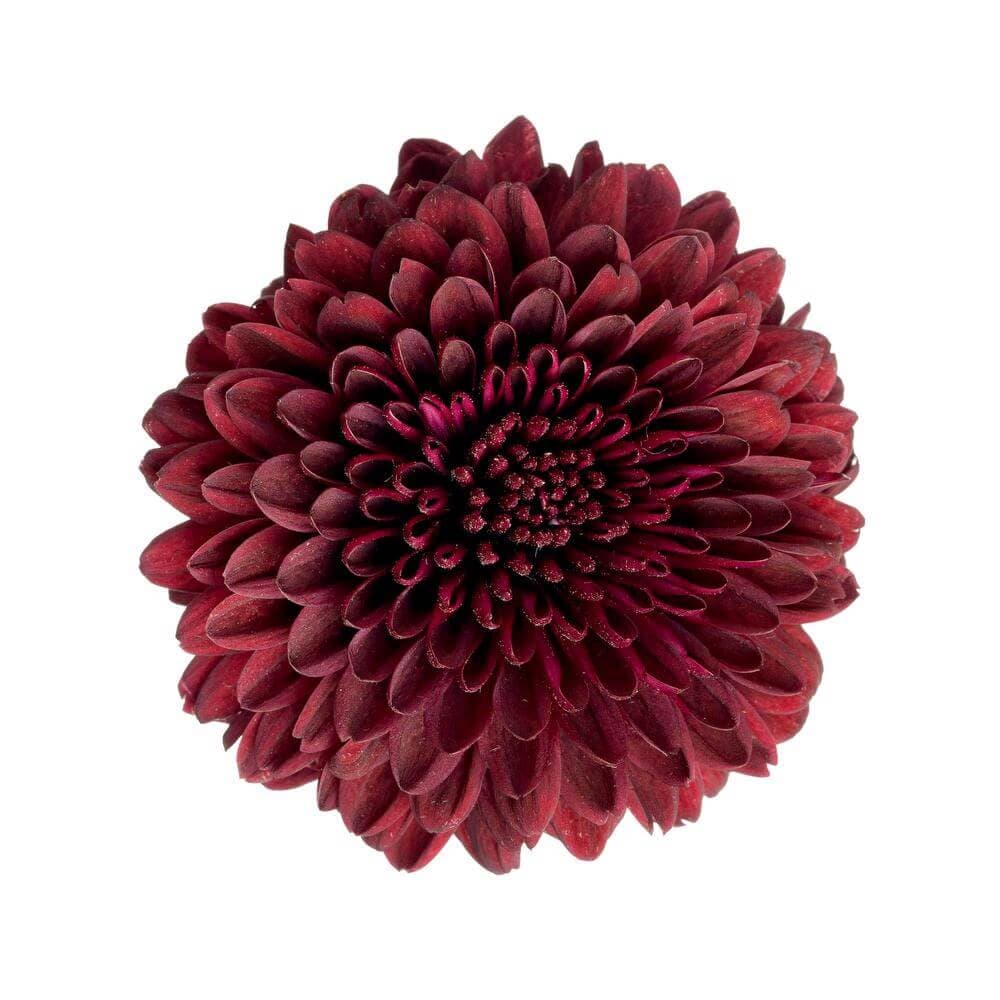 Mum Disbud Ball Ganache Purple Burgundy Ec