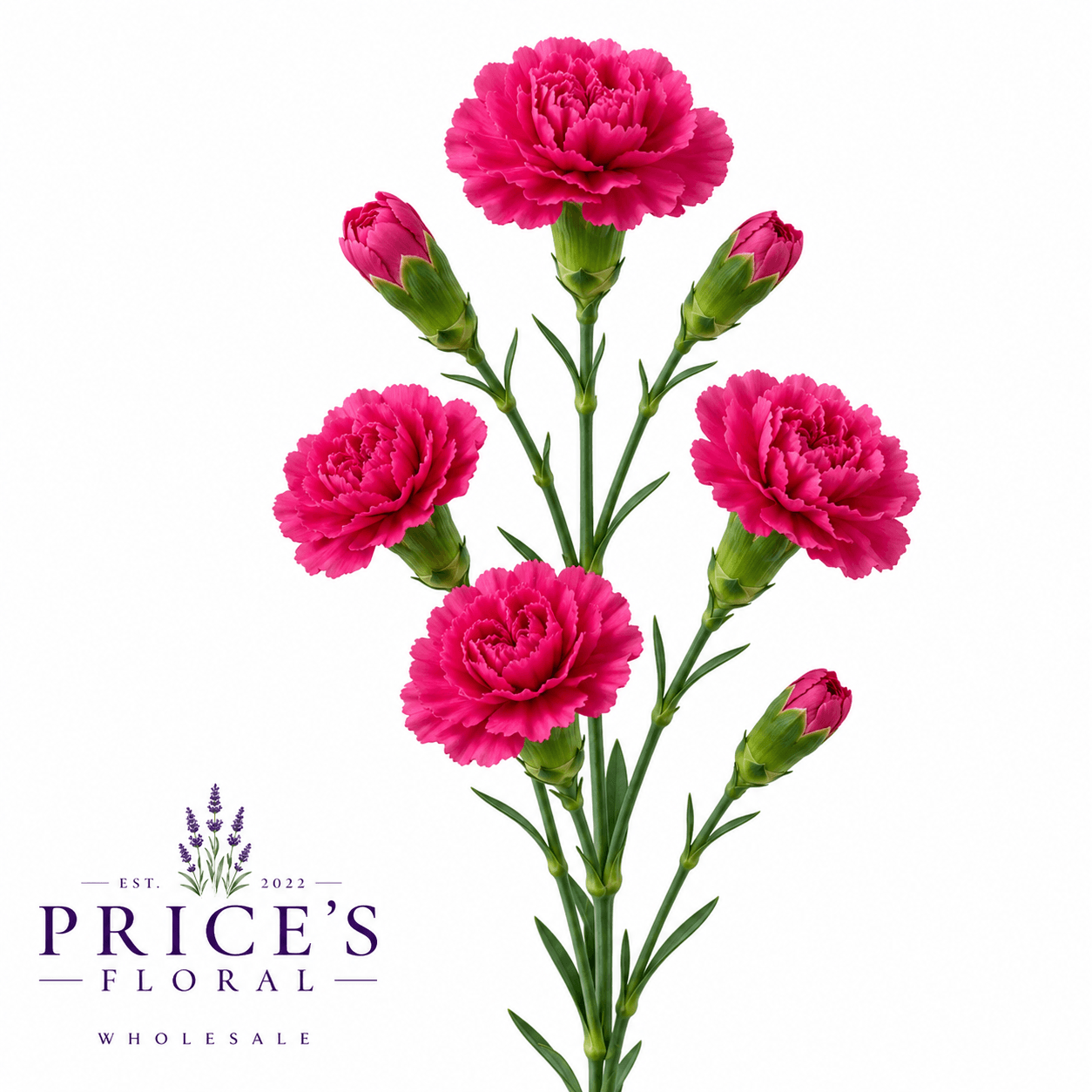 Carns Feminine Hot Pink 10stem Minami Select