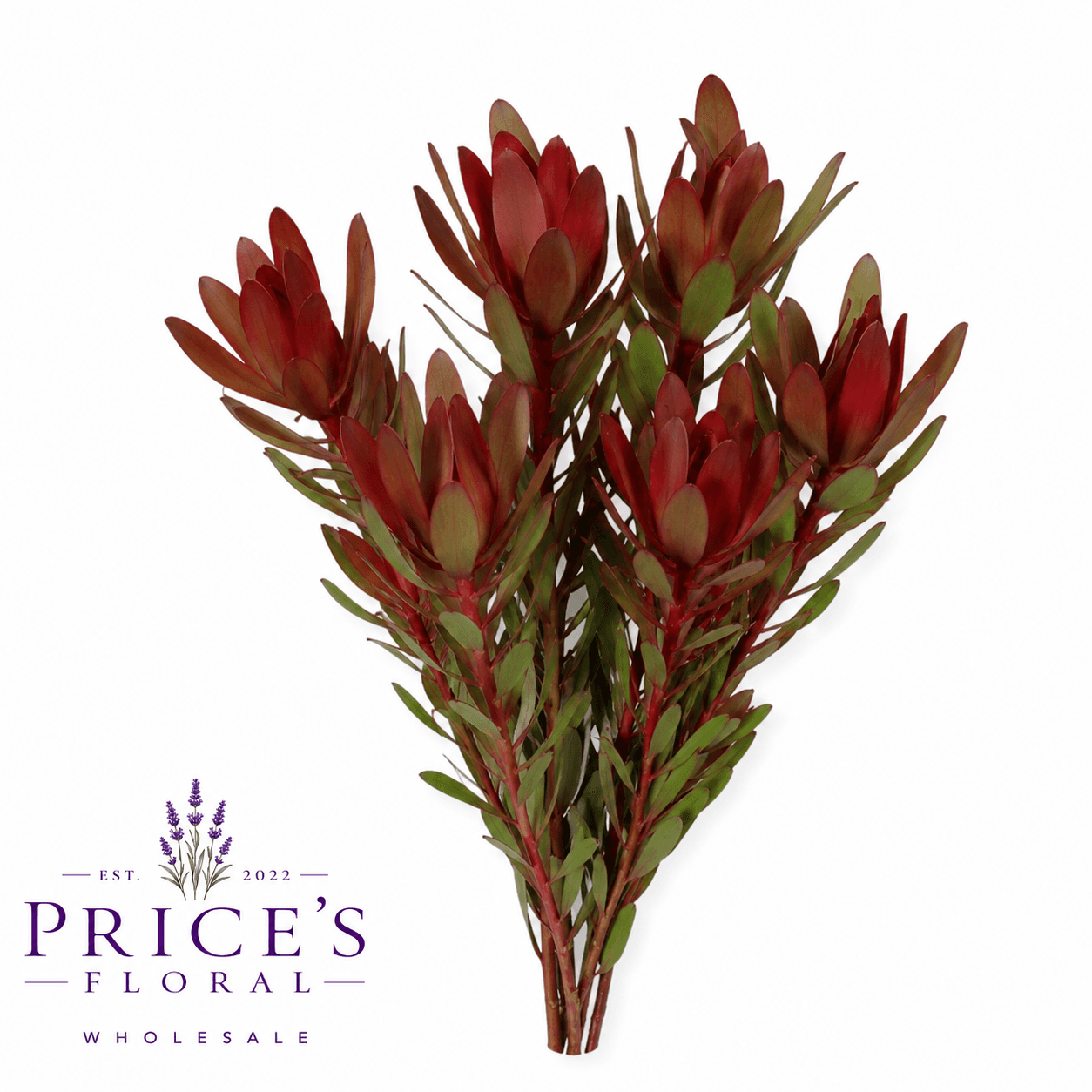 Leucadendron Safari Sunset Red 60c