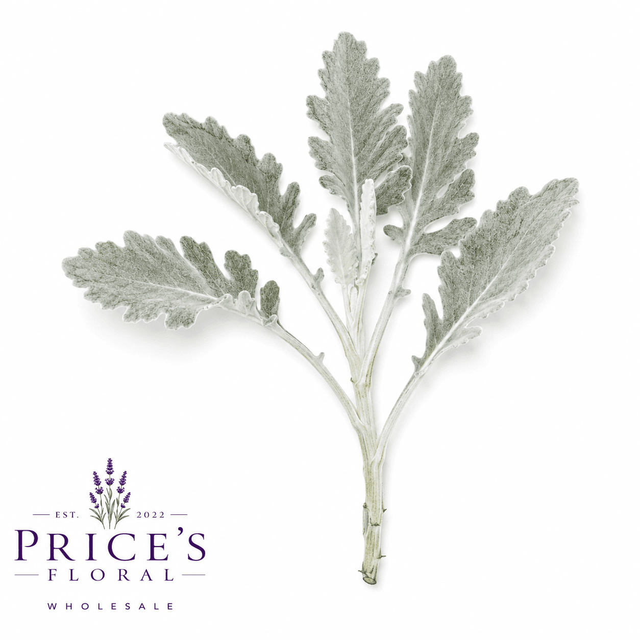Dusty Miller Broad Leaf
