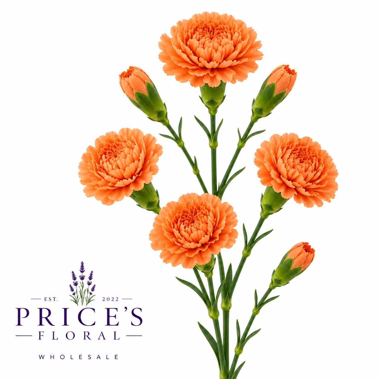 Minicarnation (mcor) Orange Select