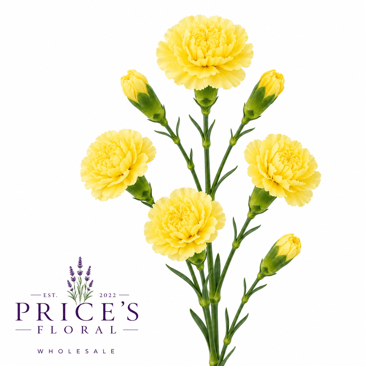 Mini Carnation Yellow