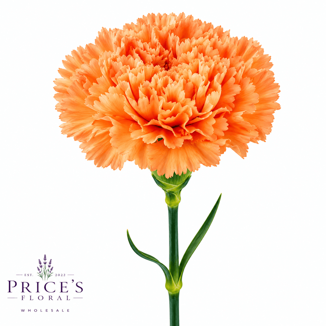 Carnation Orange Select