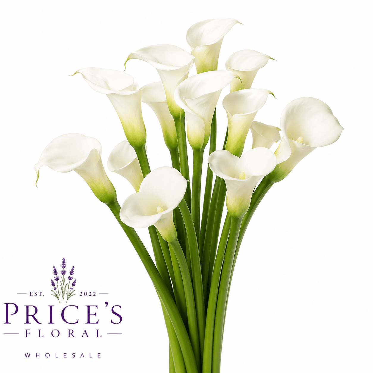 Calla (mini) Crystal White 50 Cm