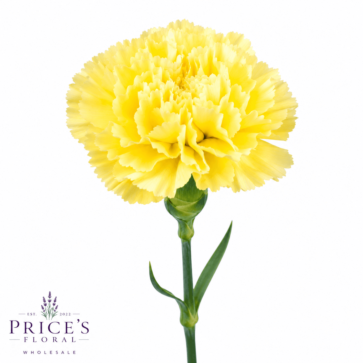 Carnation Yellow Select