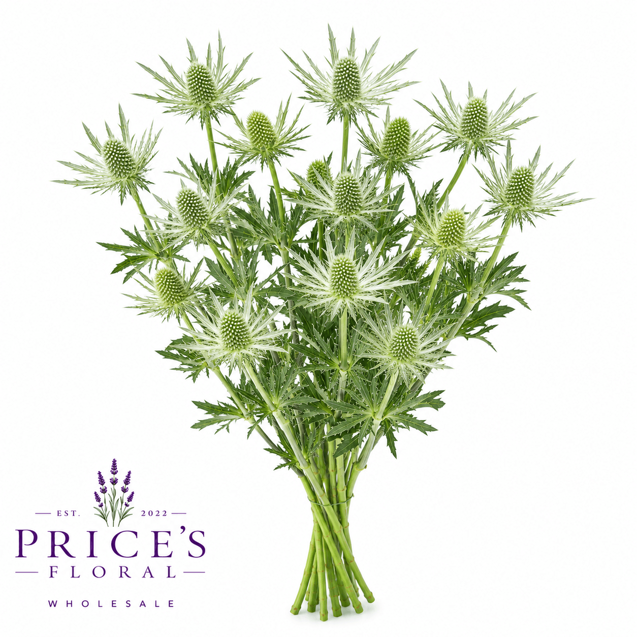 Eryngium Magical Lagoon White 50cm