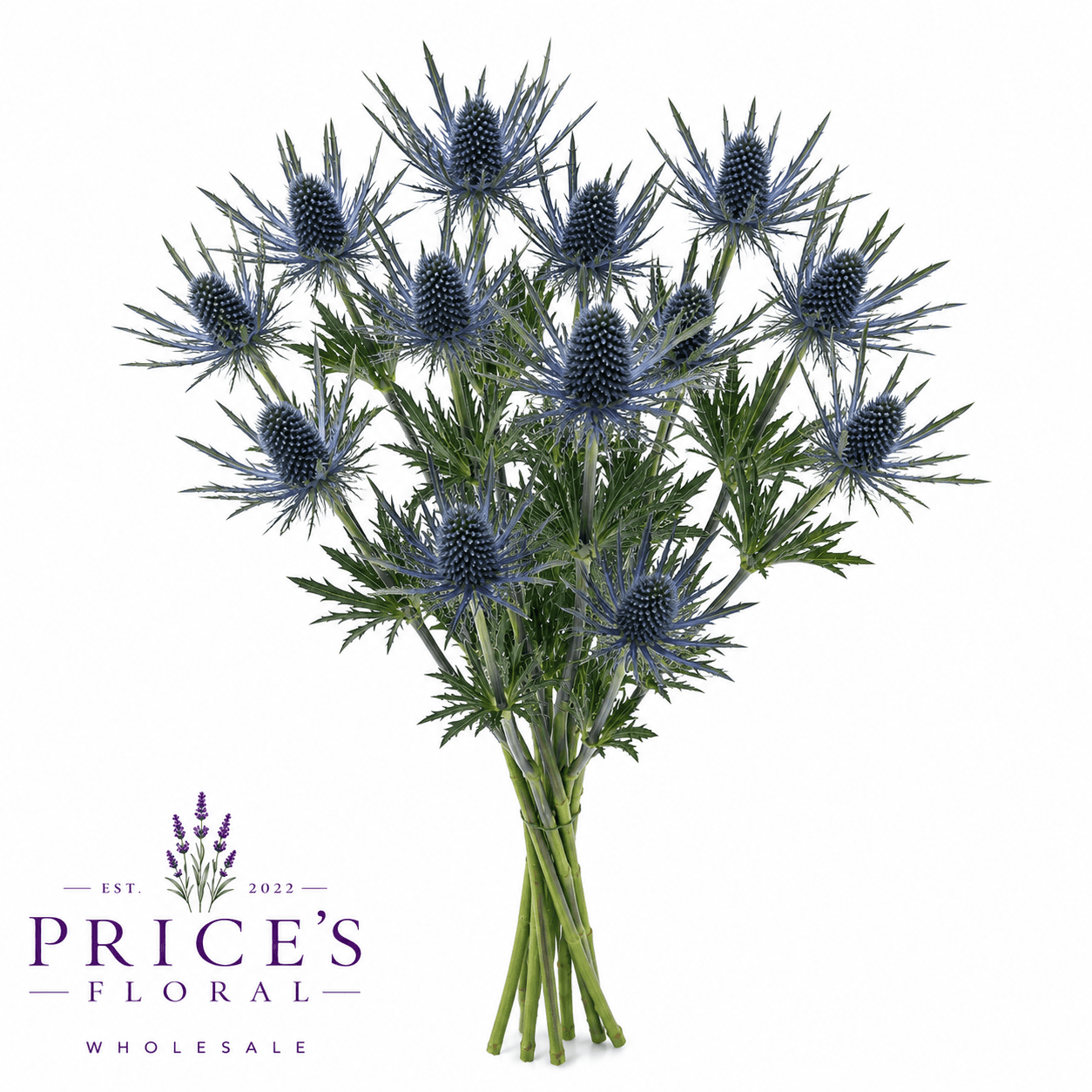 Eryngium Spx Blue Dynamite 10st 50cm