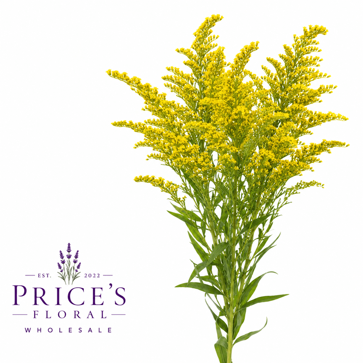 Aster Solidago Carnival Gold Yellow 80/90cm