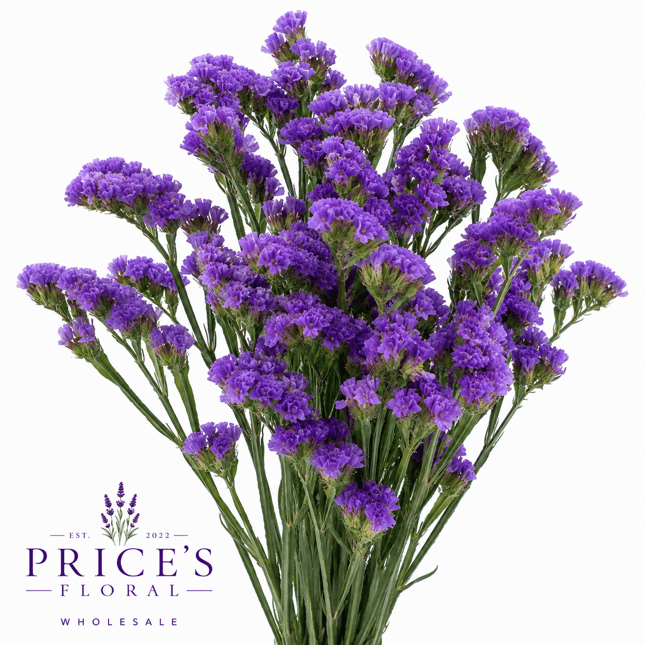 Statice Purple Select